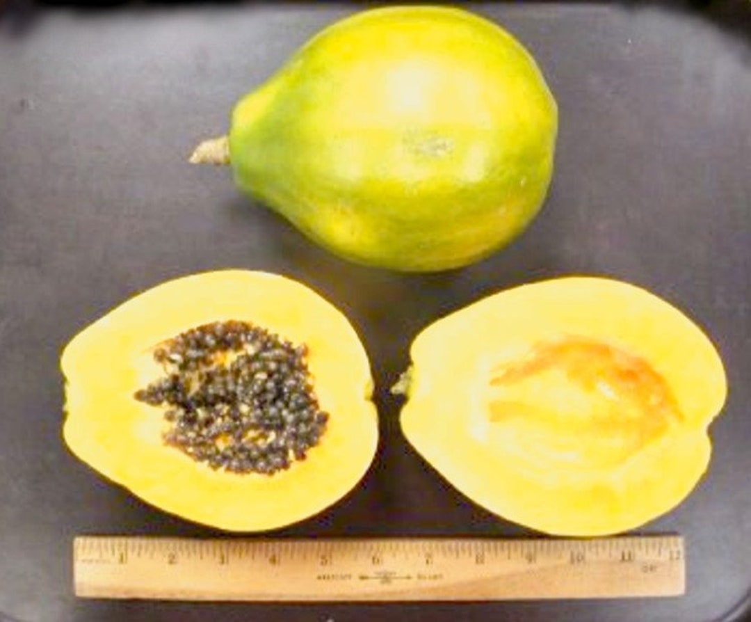 Hawaiian Solo Waimanalo X77 Low Bearing Papaya Seeds Nongmo Super