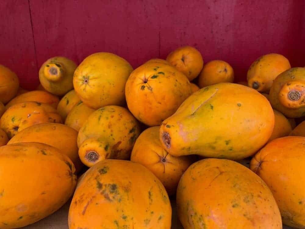 Papaya Tree Hawaiian Solo SUNRISE Tropical Organic Live Plant Etsy