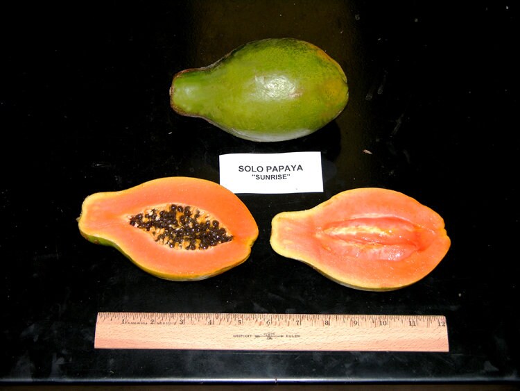 Hawaiian Solo SUNRISE Papaya Seeds Nongmo Super Sweet Etsy