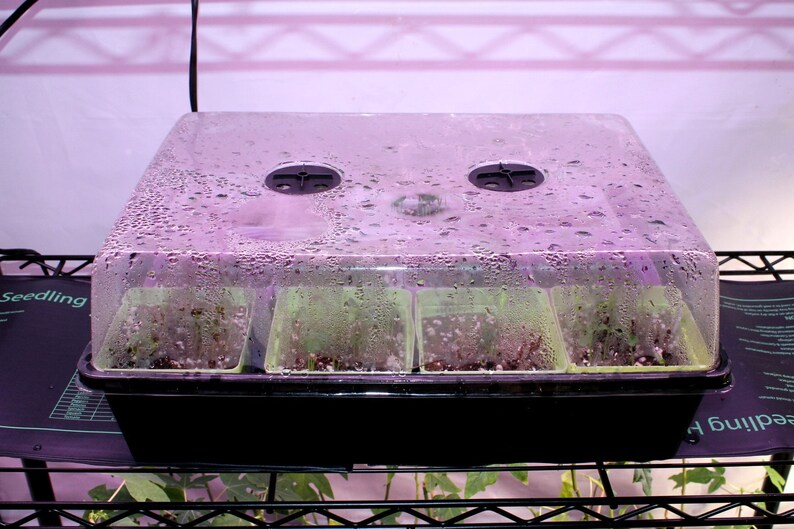 Hawaiian Solo Waimanalo X77 Low Bearing Papaya Seeds Etsy