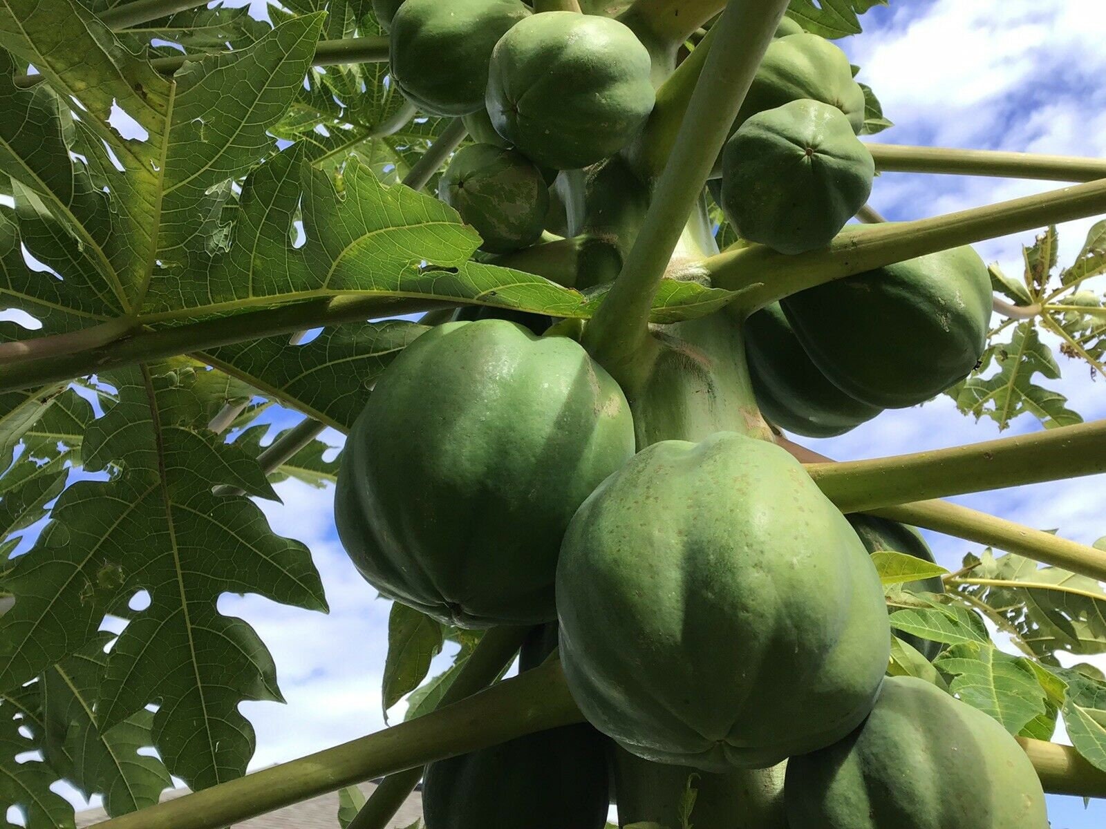 Hawaiian Solo Waimanalo X77 Low Bearing Papaya Seeds Etsy UK