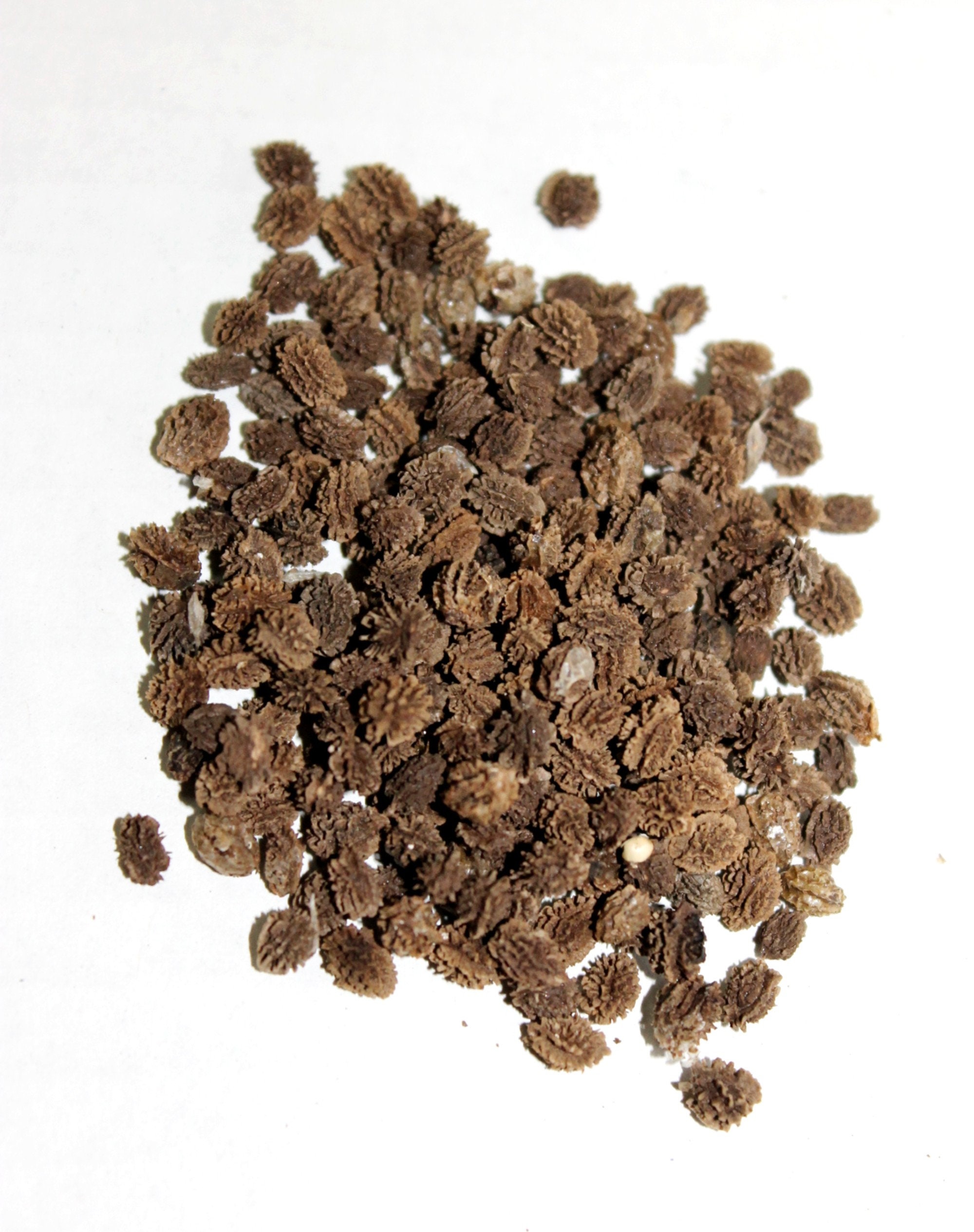 Hawaiian Solo Waimanalo X-77 Low Bearing Papaya Seeds Non Hawaiian Solo Waimanalo X-77 Low Bearing Papaya Seeds Non
