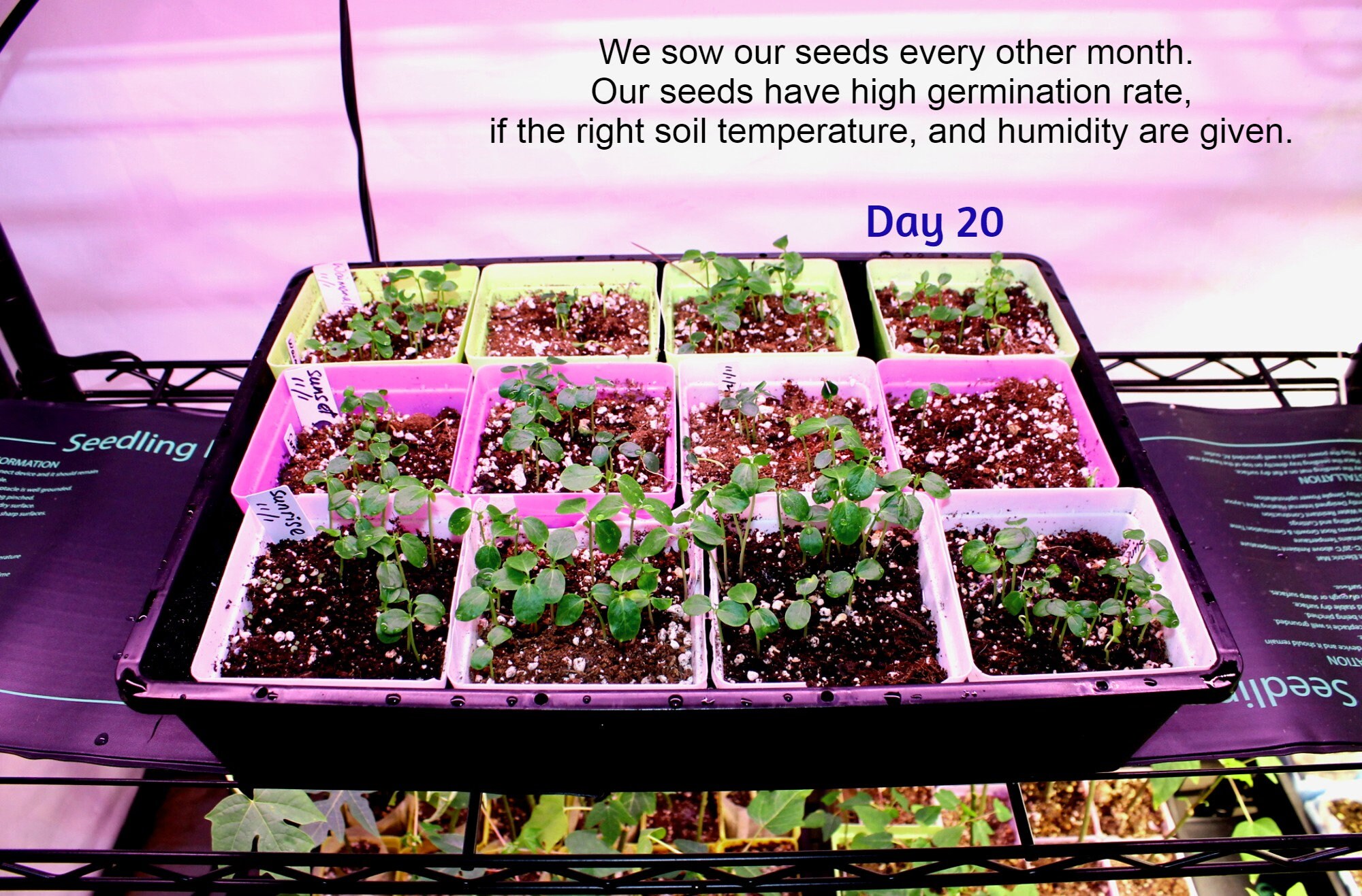 Hawaiian Solo Waimanalo X77 Low Bearing Papaya Seeds Etsy UK