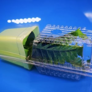 Plant Shipper Shipping Clamshell Packaging 8.5 inch for Clone Live Plant image 1