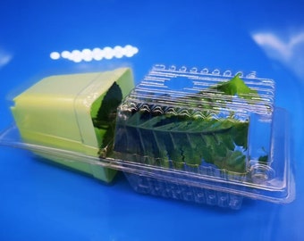 Plant Shipper Shipping Clamshell Packaging 8.5 inch for Clone Live Plant