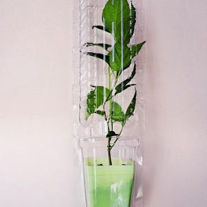 May include: A small green plant in a clear plastic container. The plant has several green leaves and is in a small, square, light green pot. The container is rectangular and has a lid.