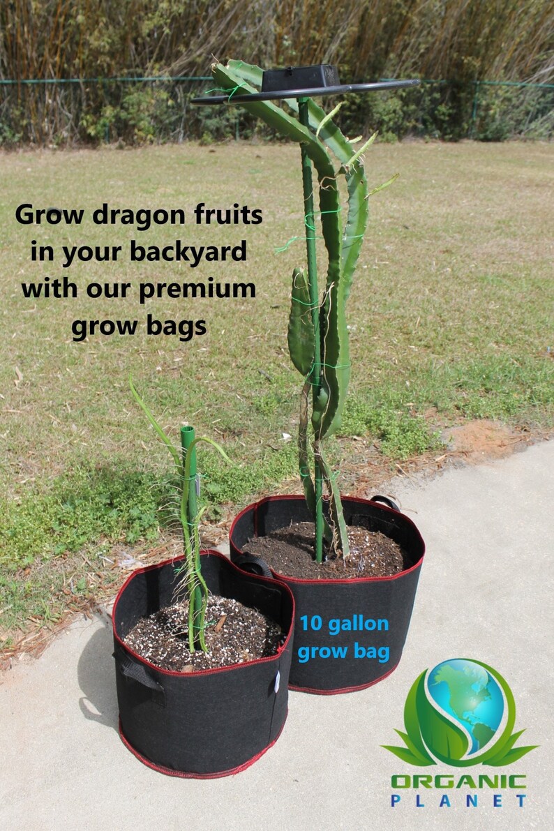 Dragon Tower 3512 Dragon Fruit Trellis With Stand Cactus Etsy