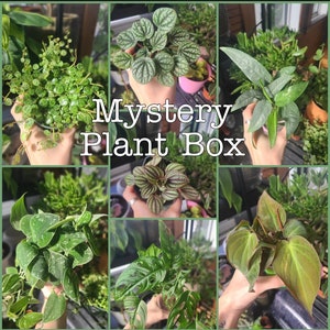 Mystery House Plant node Cutting Box, Mystery Cuttings, Mystery Plants, Node cuttings, Bulk Plant Cuttings, Plant Gift Box, Bundle cuttings