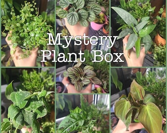 Mystery House Plant node Cutting Box, Mystery Cuttings, Mystery Plants, Node cuttings, Bulk Plant Cuttings, Plant Gift Box, Bundle cuttings