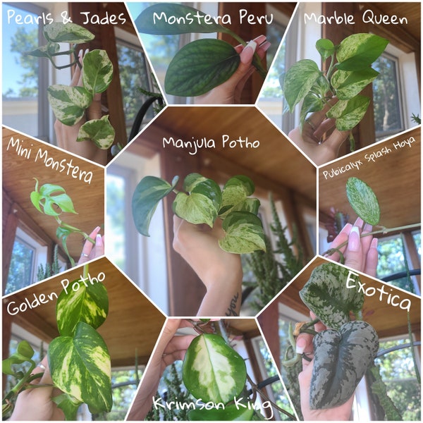 Mystery Plant Cutting Box, Mystery Cuttings, Mystery House Plants, Plant Lover gifts, Bulk Plant Cuttings, Plant Gift Box, Bundle cuttings