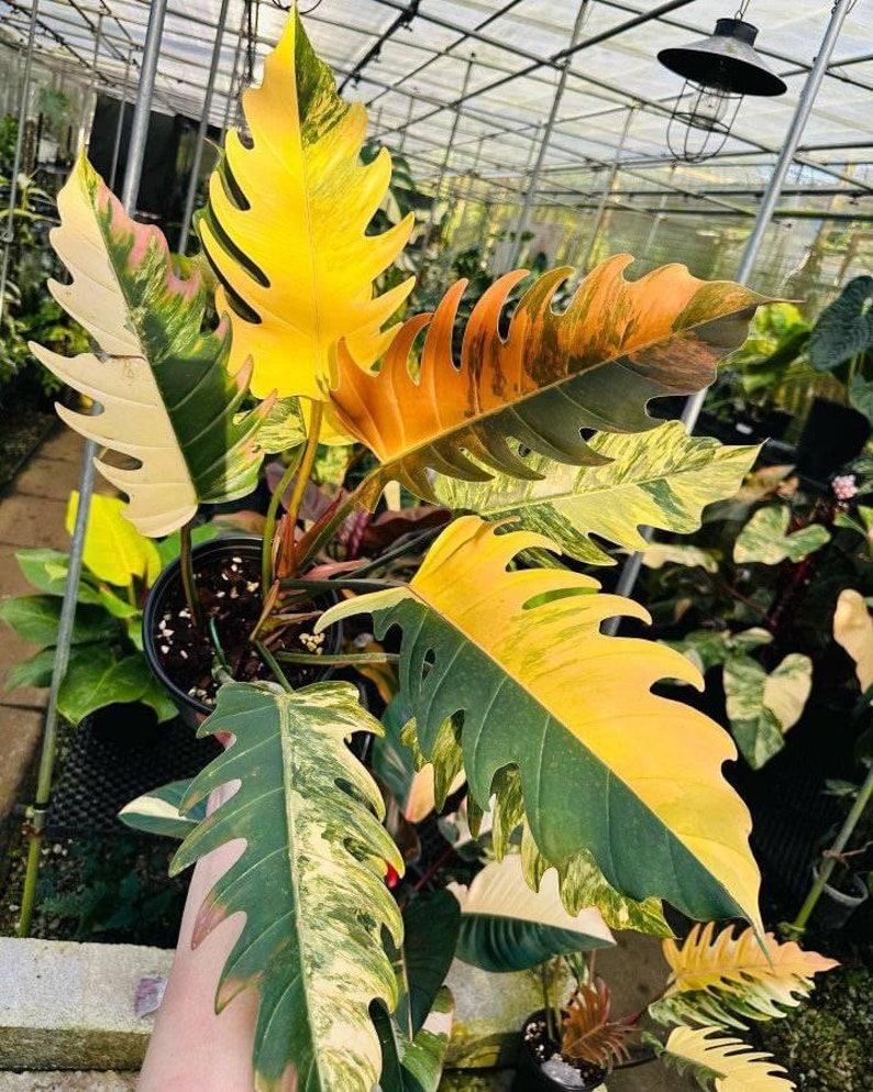 Rare Philodendron Caramel Marble Variegated Plant Rooted Nodes Etsy Canada