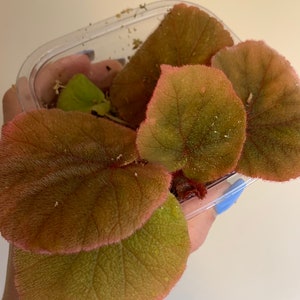 Begonia versicolor