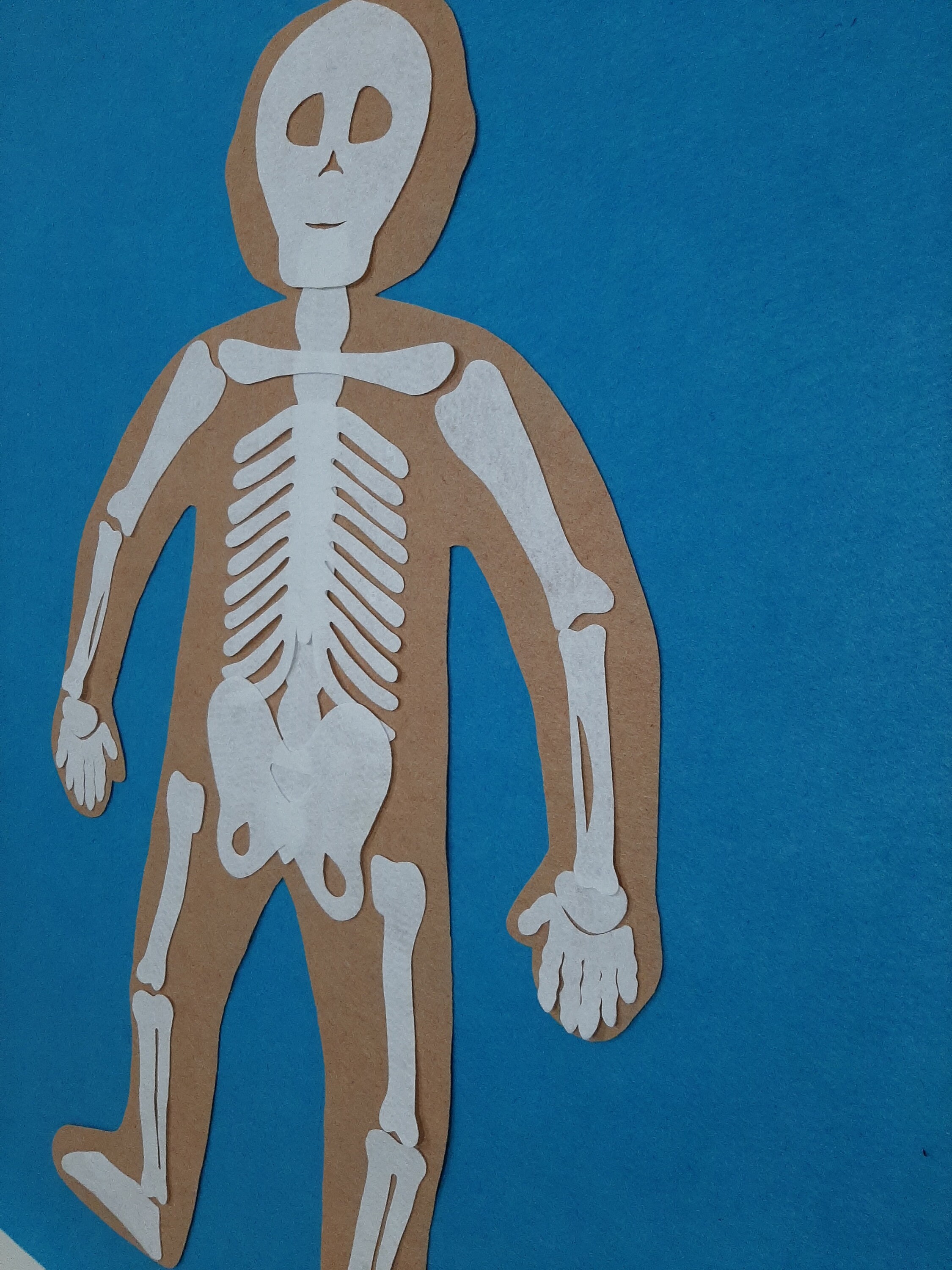 Human Body Felt Board Set for Kids // Felt Skeleton Etsy UK