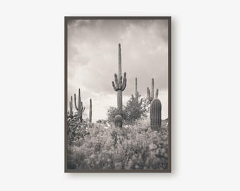 Saguaro Cactus Fine Art Print, Arizona Desert Photography