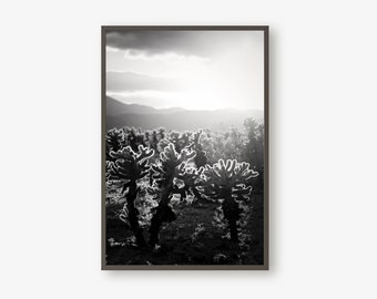 Cholla Cactus in Joshua Tree, Black And White, Wall Print, Desert Print, Desert Art, Wall Art, Cactus Art, Cactus Print, California Art