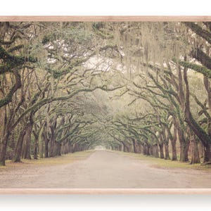 Savannah Tree Tunnel Print, Savannah Photography, Live Oak, Tree Decor, Spanish Moss, Wormsloe Plantation, Savannah Wall Art, Georgia Print