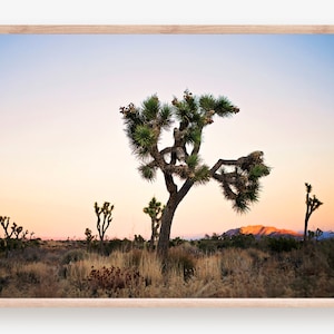Joshua Tree Print, Desert Photo, Joshua Tree National Park, Desert Print, Joshua Tree Photography, Pastel, Desert Landscape