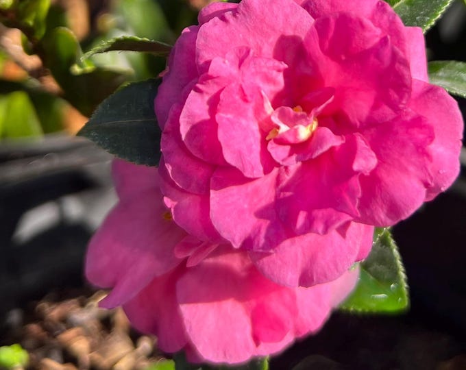 Camellia Shishi Gashira- 1ft tall ship in 1 gal pot