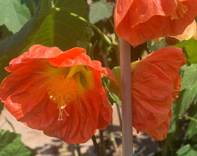 Abutilon ‘sunrise reiter’ live plant 2ft in 6” pot