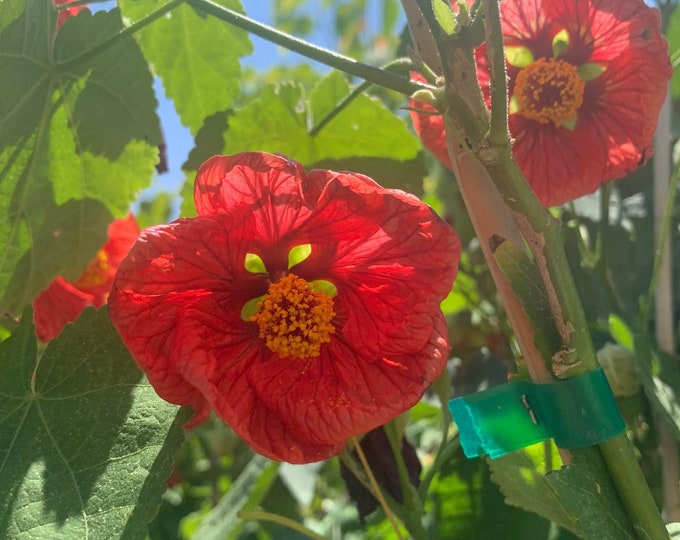 Abutilon ‘Green-eyed lady’ live plant 2ft in 6” pot