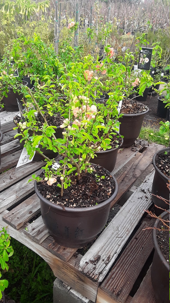 Flowering Quince (chaenomeles Speciosa) - Ship in 6" Nursery Pot - Etsy