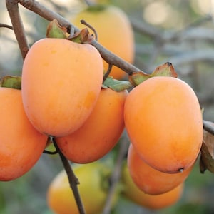 May include: Close-up of a branch with several ripe persimmons. The fruits are a vibrant orange color, with a smooth, glossy skin. Green sepals are attached to the top of each fruit. The background is blurred, suggesting a natural outdoor setting.