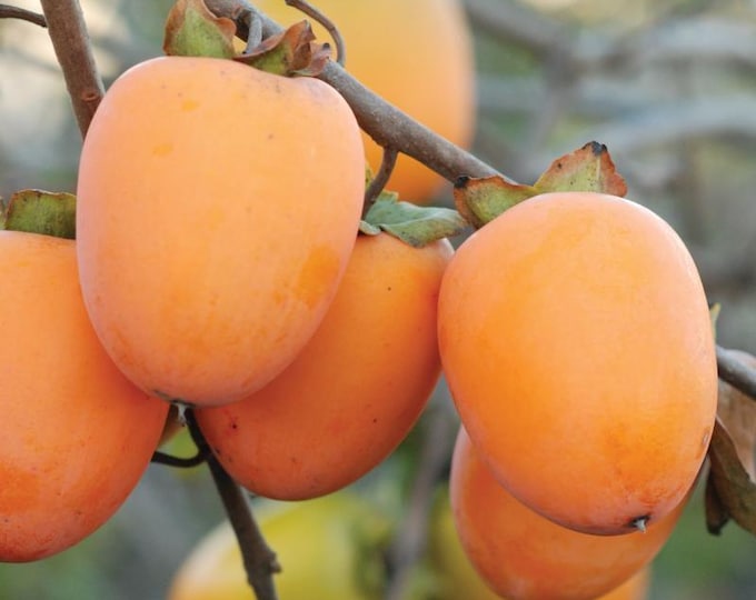 Saijo persimmon-live plant 3ft ship in 2gal bag