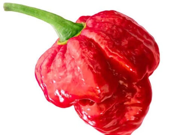 Trinidad Pepper 1 Live Plant 6” pot