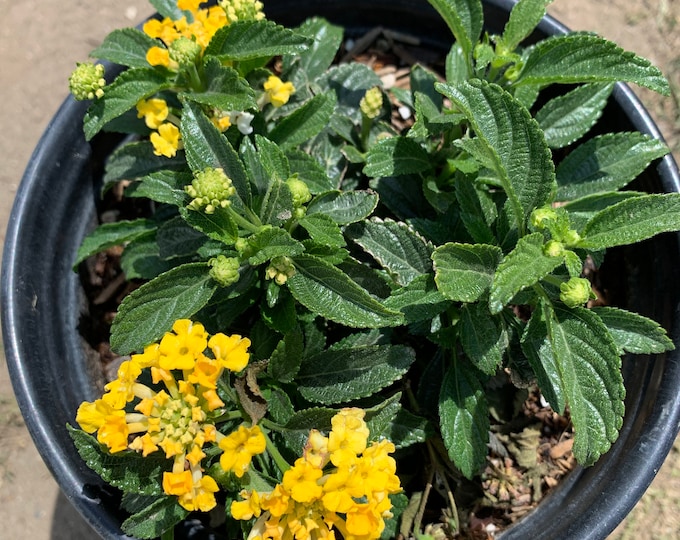 Lantana Lemon Zest 1 Live Plant -  Ship in 6" Pot