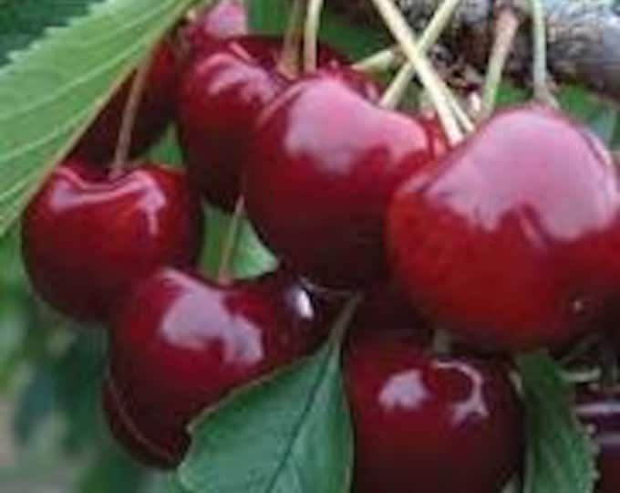 Cherry 'Lapins' - 3 to 4 Feet Tall  - Bigger Trunk - Ship in 3Gal Pot