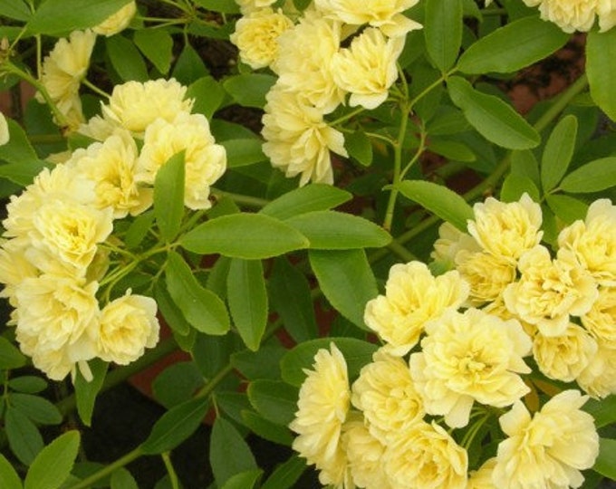 Yellow Rose (Rosa Banksiae ‘Lutea’) climbing rose  Ship in 6" Pot