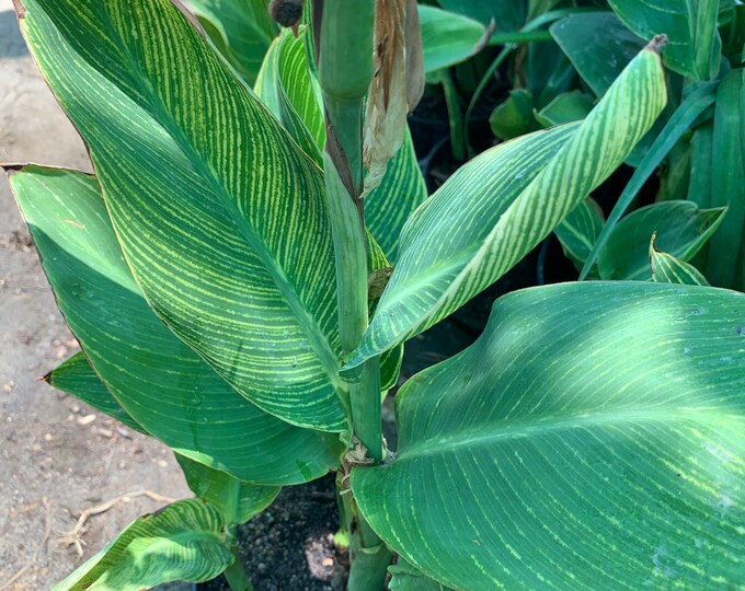 Tiger Canna Lily - 1 Live Plant - Ship in 6" Pot
