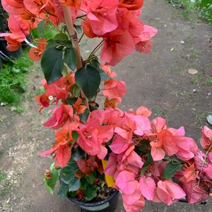 Bougainvillea Orange King 1 Live Plant 1-2 feet tall  Ship in 6" Pot