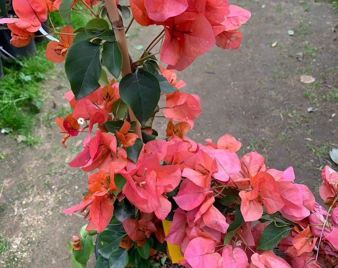 Bougainvillea Orange King 1 Live Plant 1-2 feet tall  Ship in 6" Pot