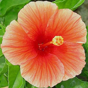 Florida Sunset Hibiscus- live plant 1ft ship in 1gal pot