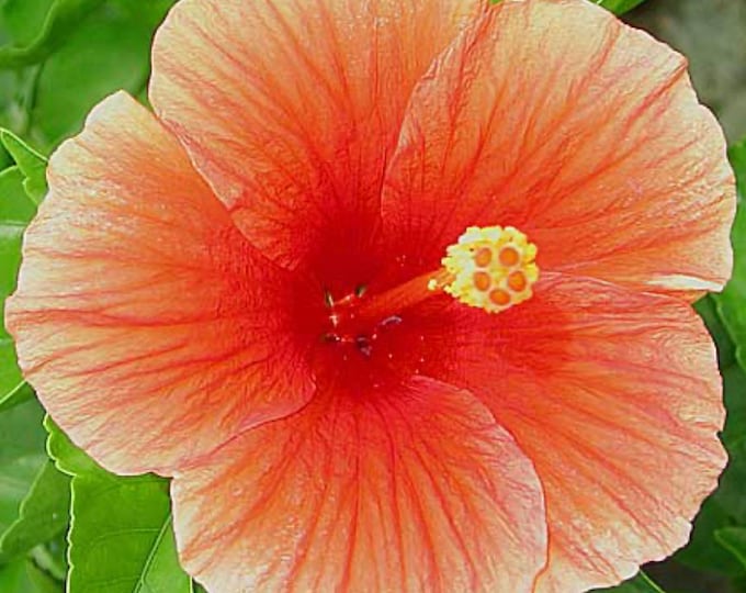 Florida Sunset Hibiscus- live plant 1ft ship in 1gal pot