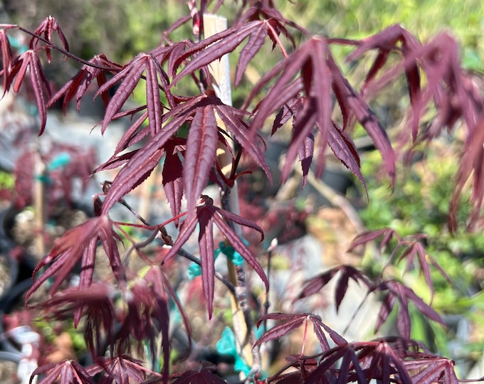 Acer palmatum Atropurpureum -1-2 ft tall ship in 1 gal pot
