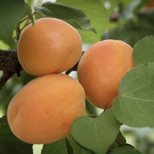 May include: Three ripe apricots hanging from a tree branch. The apricots are a bright orange color and have a smooth, shiny skin. The leaves of the tree are green and lush.
