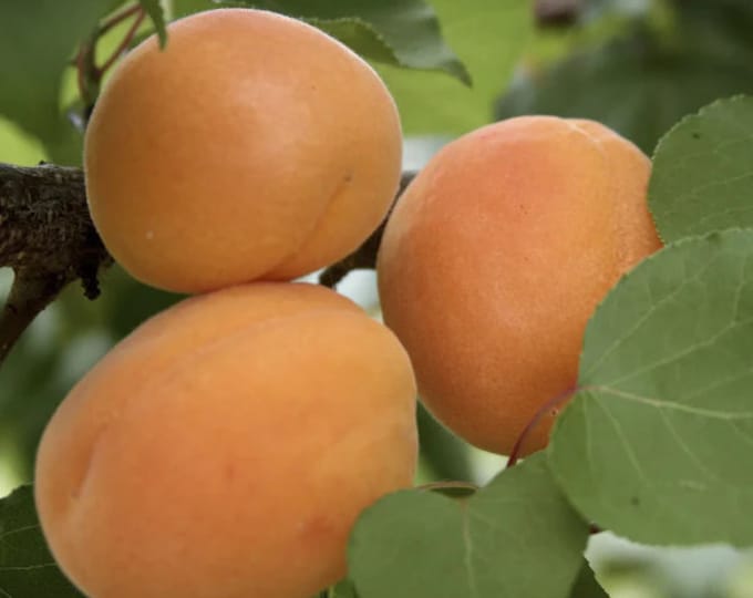 Apricot 'Moorpark' Tree - 2 to 3 Feet Tall - Ship in pot