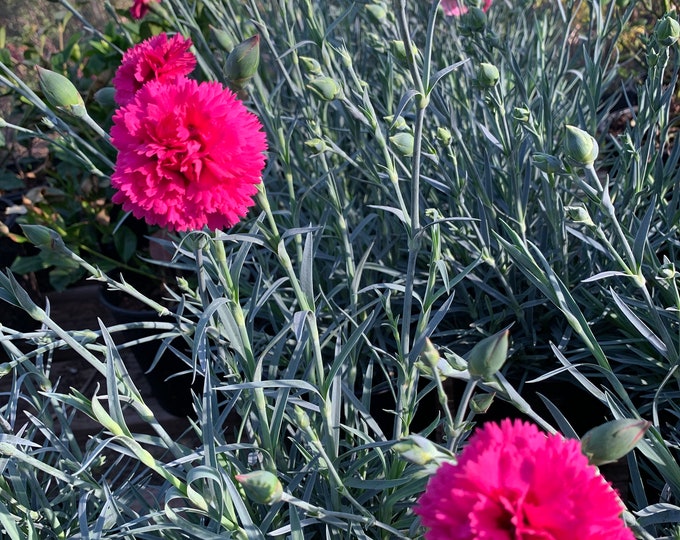 Dianthus ‘Devon Cottage Waterloo Sunset’ Live Plant 6” Pot