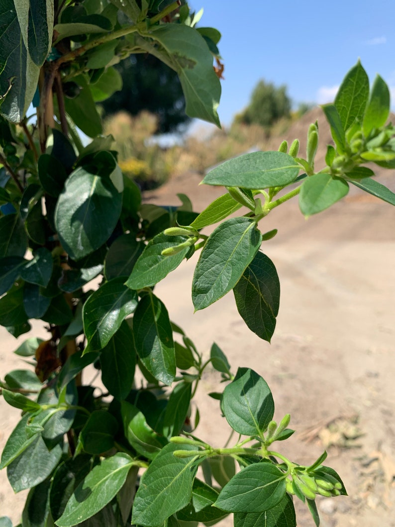 Lonicera confusa live plant 2ft tall in 6 pot image 4