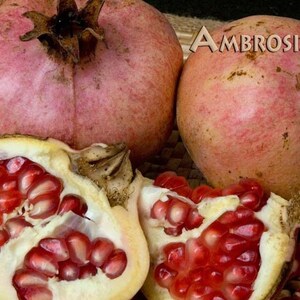 Ambrosia pomegranate - 2 to 3 feet tall - ship in 3 gal pot