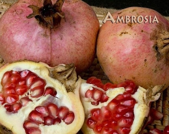 Ambrosia pomegranate - 2 to 3 feet tall - ship in 3 gal pot