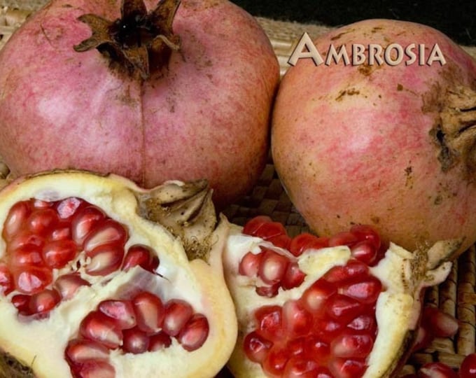 Ambrosia pomegranate - 2 to 3 feet tall - ship in 3 gal pot
