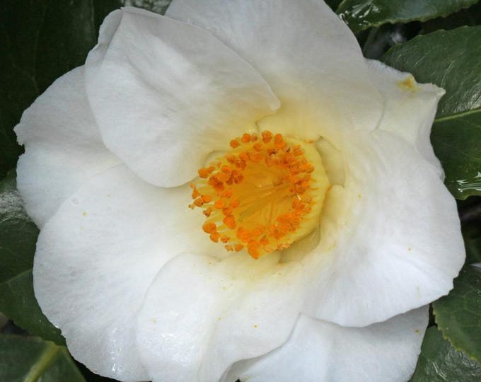 Camellia ‘white swan’ 1ft tall, 6” Pot