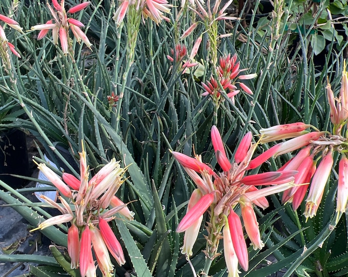 Aloe Safari Sunrise 1 Live Plant 6” Pot