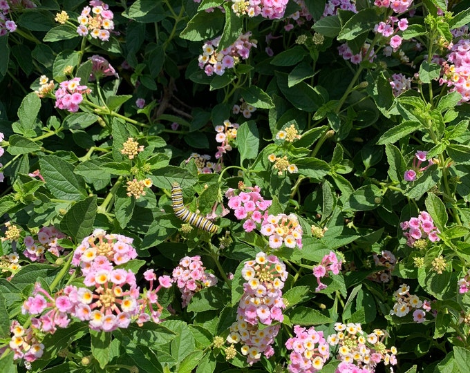 Lantana Old Fashion Pink  Ship in 6" Pot