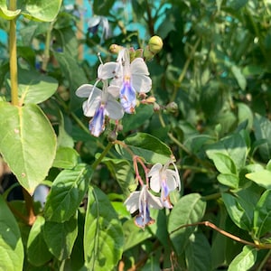 Clerodendrum Ugandense Blue Butterfly Bush, 1-2 ft, Ships in 6 pot image 1