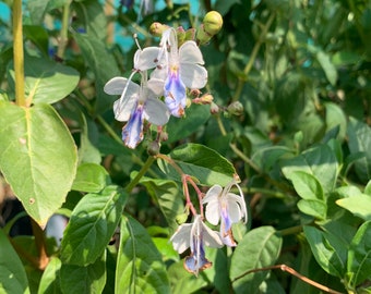 Clerodendrum Ugandense ‘Blue Butterfly Bush,’ 1-2 ft, Ships in 6” pot