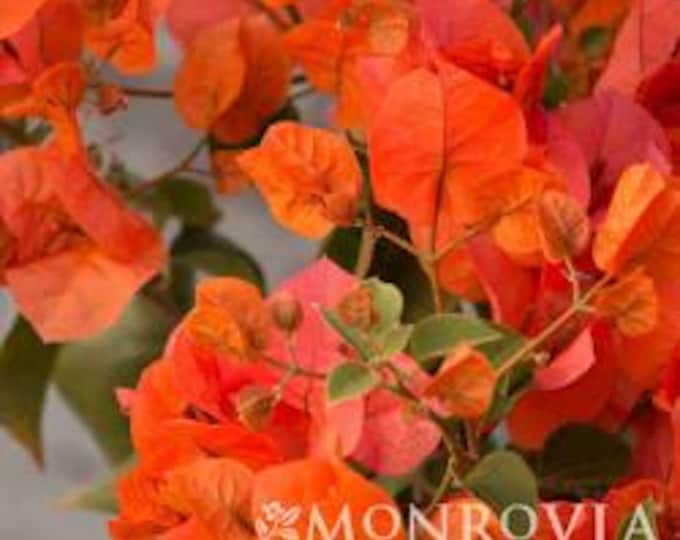 Bougainvillea Orange King bush-1 to 2 feet tall 3 gallon pot